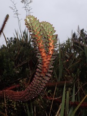 Phlegmariurus transilla