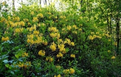 Rhododendron luteum