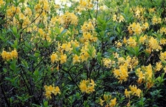 Rhododendron luteum