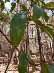 Magnolia grandiflora