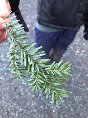 Tsuga heterophylla