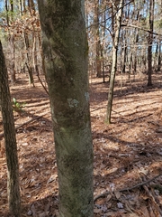 Magnolia grandiflora