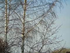 Betula pendula