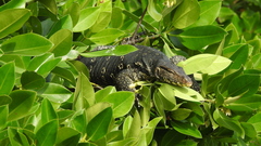 Varanus salvator salvator