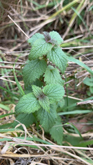Lamium