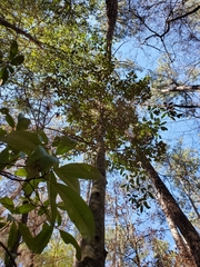 Magnolia grandiflora