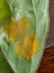 Puccinia oxalidis