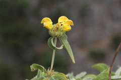 Phlomis