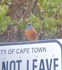 Monticola rupestris
