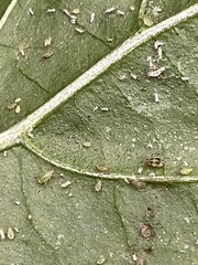 Acyrthosiphon