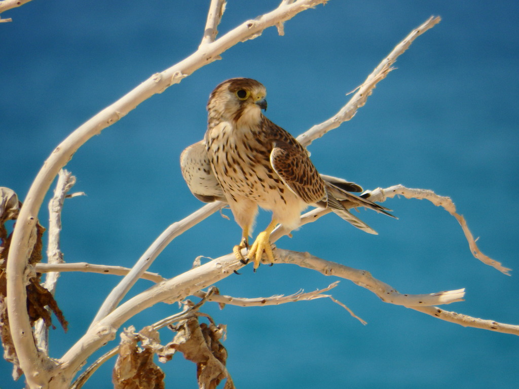 European Kestrel