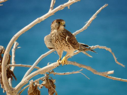 Common Kestrel