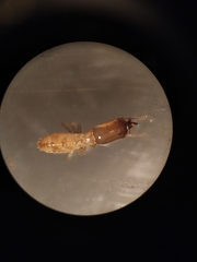 Reticulitermes santonensis