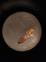 Reticulitermes santonensis