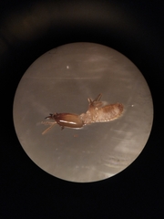 Reticulitermes santonensis