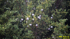 Juniperus chinensis