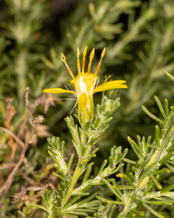 Ericameria ericoides