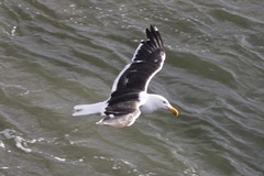 Larus dominicanus