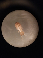 Reticulitermes santonensis