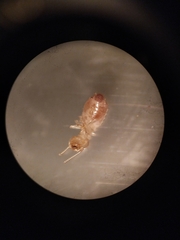 Reticulitermes santonensis