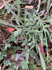 Heterotheca sessiliflora echioides