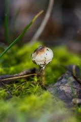 Tulostoma brumale
