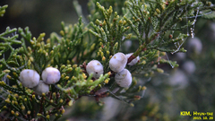 Juniperus chinensis