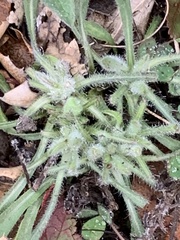 Heterotheca sessiliflora echioides