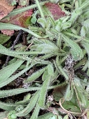 Heterotheca sessiliflora echioides