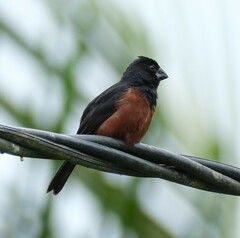 Sporophila angolensis