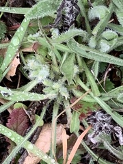 Heterotheca sessiliflora echioides