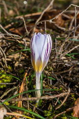 Crocus biflorus