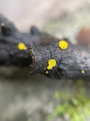 Calycina claroflava