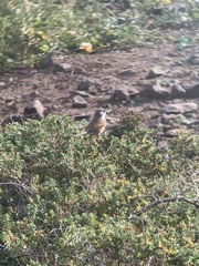 Curruca conspicillata