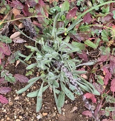 Heterotheca sessiliflora echioides