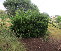 Cryptostegia grandiflora