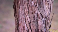 Juniperus chinensis