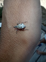 Hybreoleptops tuberculifer