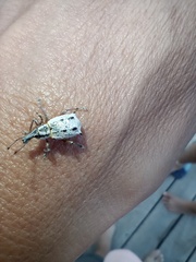 Hybreoleptops tuberculifer