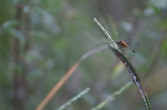 Erythrodiplax umbrata