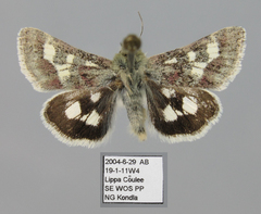 Schinia persimilis