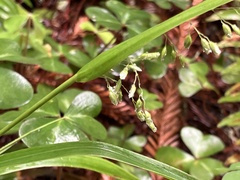 Anthoxanthum occidentale