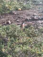 Curruca conspicillata