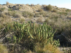 Austrocylindropuntia subulata