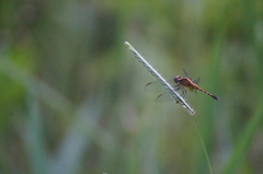 Erythrodiplax umbrata