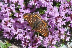 Euphydryas intermedia
