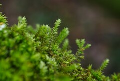 Cryphaea heteromalla