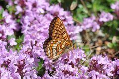 Euphydryas intermedia