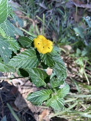 Turnera ulmifolia