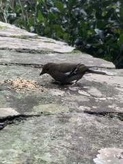 Fringilla coelebs maderensis